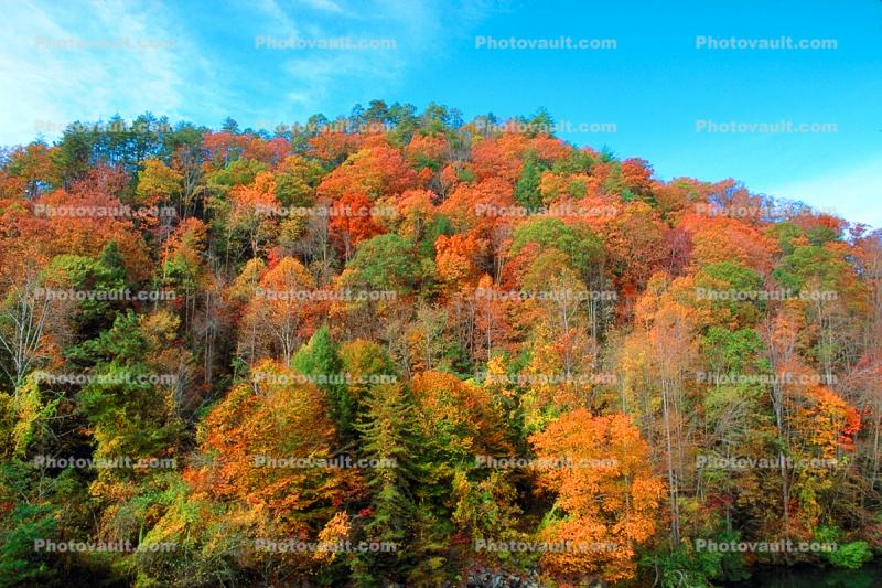 Woodland, Forest, Trees, Hill, autumn, deciduous