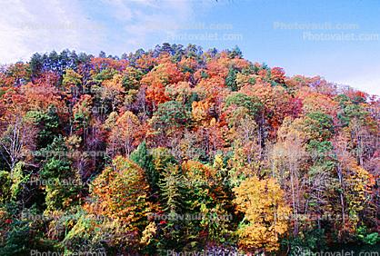 Explosion of Colors, Woodland, Forest, Trees, Hill, autumn, deciduous