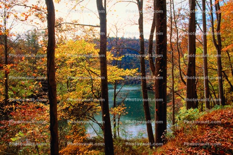 Woodland, Forest, Trees, Hill, Lake, autumn, water, deciduous, Equanimity