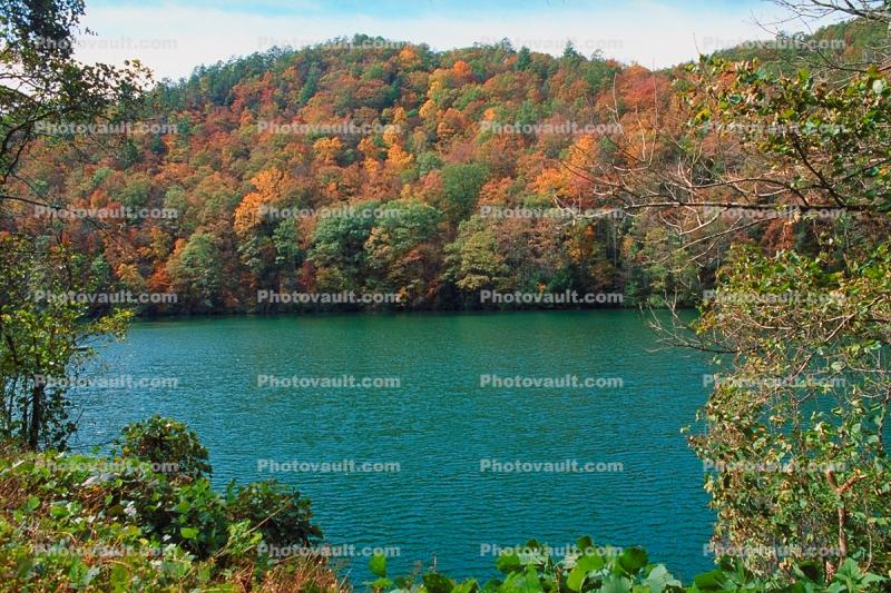Woodland, Forest, Trees, Hill, Lake, autumn, water, deciduous