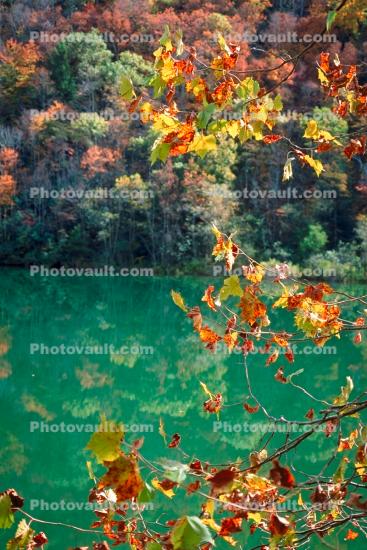 autumn, deciduous, forest, lake, river, leaves