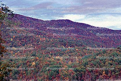 Mountain, Woodland, Forest, Trees, Hill, autumn, deciduous