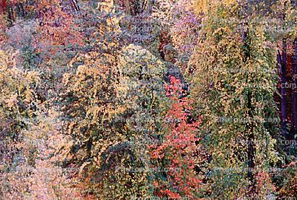 autumn, deciduous, forest