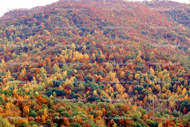 Mountain, Woodland, Forest, Trees, Hill, autumn