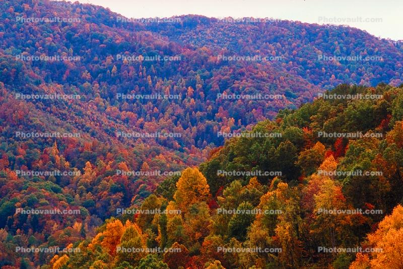 Mountain, Woodland, Forest, Trees, Hills, Valley, autumn, deciduous, Equanimity