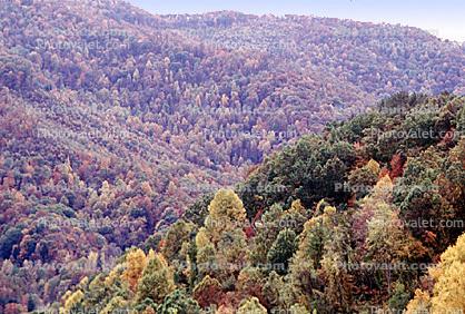 Mountain, Woodland, Forest, Trees, Hills, Valley, autumn, deciduous