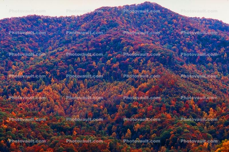 Mountain Top, Woodland, Forest, Trees, Hills, Valley, autumn, deciduous