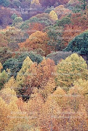 Woodland, Forest, Trees, Hills, autumn, deciduous