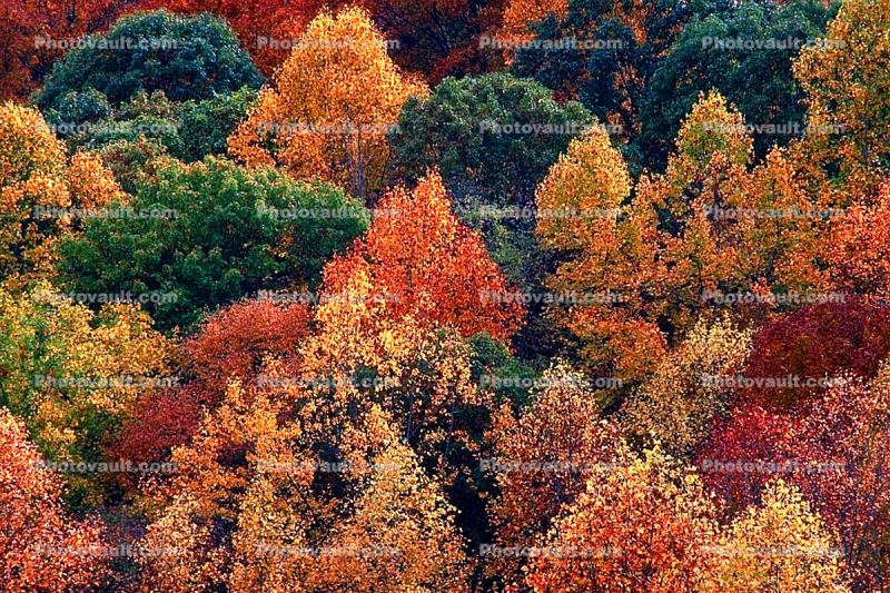 autumn, deciduous, forest