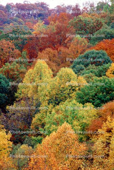 Woodland, Forest, Trees, Hills, autumn