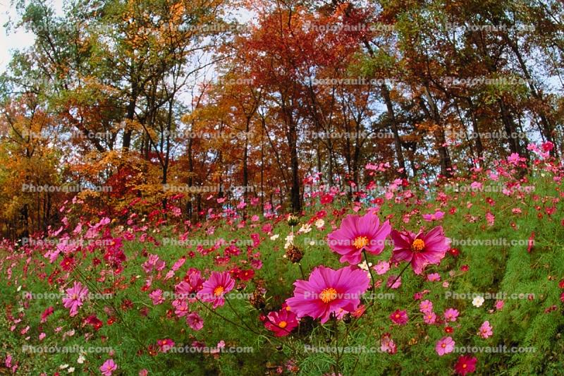 Field of Flowers, Daisies, Woodland, Forest, Trees, Flowers, autumn, deciduous