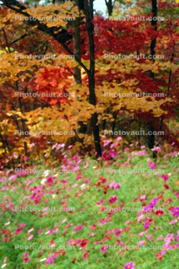 Woodland, Forest, Trees, Flowers, autumn, deciduous