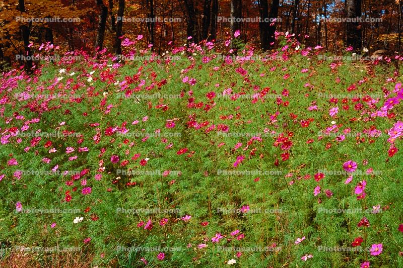 Field of Flowers, Daisies, autumn