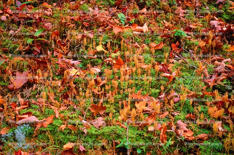 leaves, forest floor, autumn