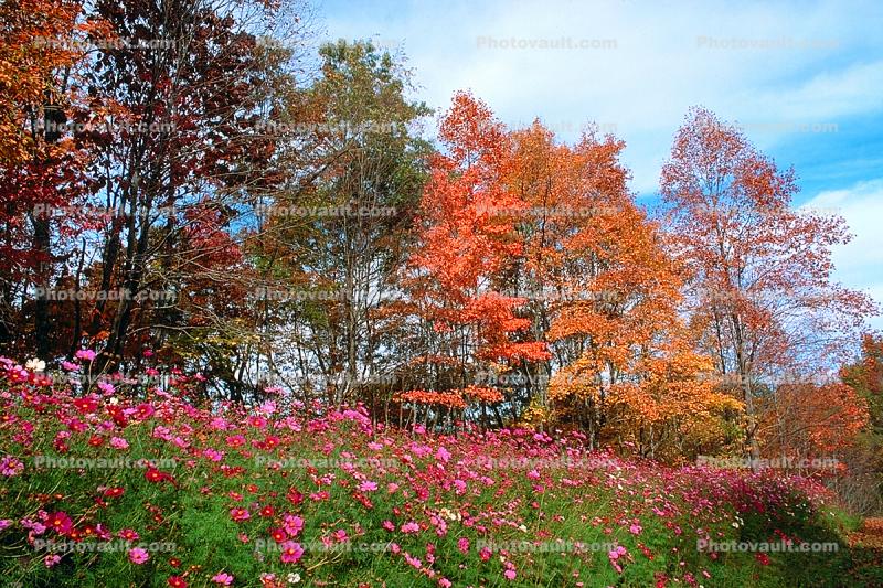 Field of Flowers, Daisies, autumn, deciduous, forest