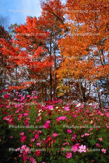 Field of Flowers, Daisies, autumn, deciduous, forest