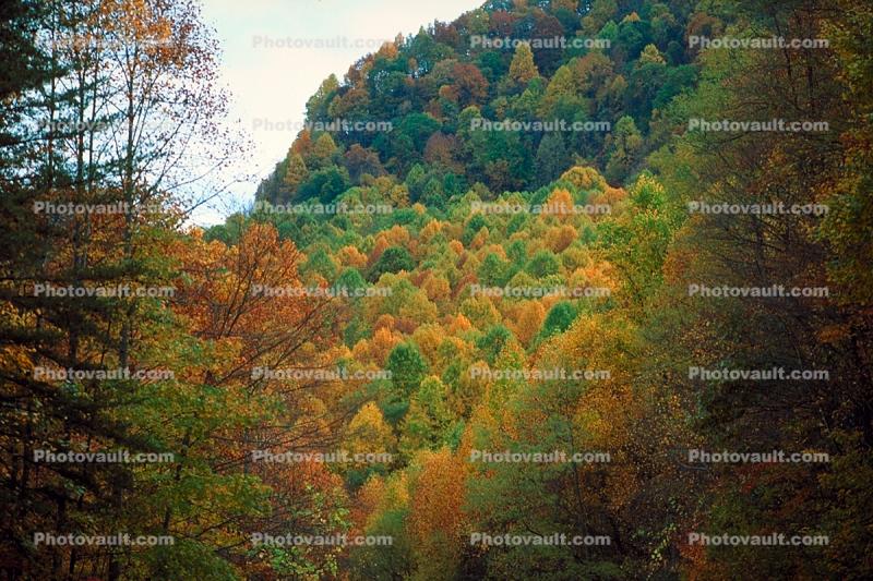 Woodland, Forest, Trees & Mountains, autumn, deciduous