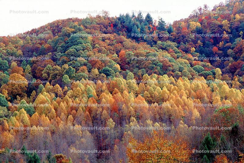 Woodland, Forest, Trees, Mountain, autumn