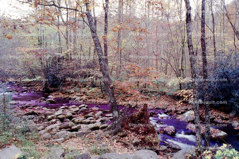 River, forest, trees, woodlands, rocks, deciduous, stream