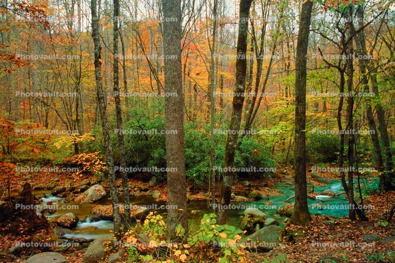 Woodland, Forest, Trees, Hills, River, rocks, deciduous, stream, autumn
