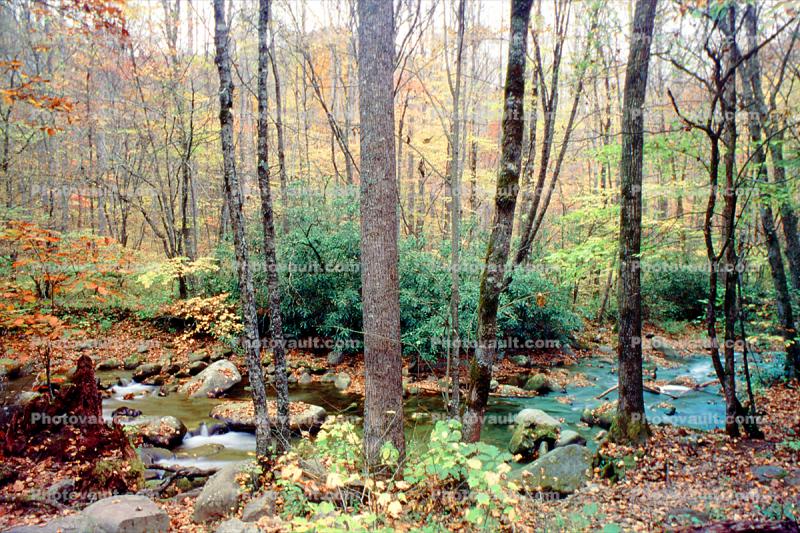 Woodland, Forest, Trees, Hills, River, rocks, deciduous, stream, autumn