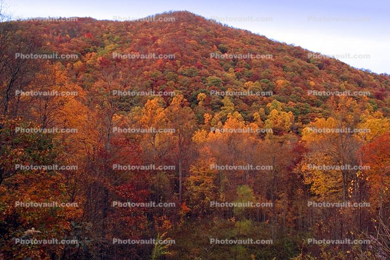 Woodland, Forest, Trees, Hills, Mountains, deciduous, autumn