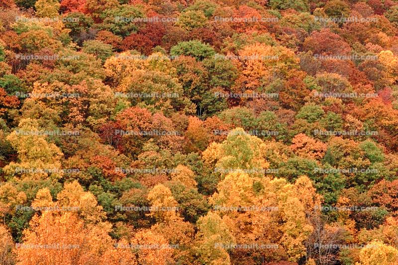 fall color, fall colors, Autumn, Trees, Vegetation, Flora, Plants, Colorful, Beautiful, Magical, Woods, Forest, Exterior, Outdoors, Outside, Rural, peaceful, deciduous