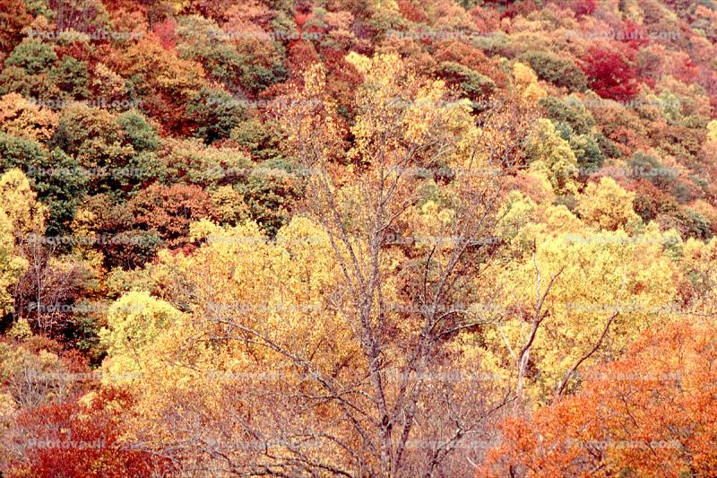 Woodland, Forest, Trees, Hills, deciduous, autumn