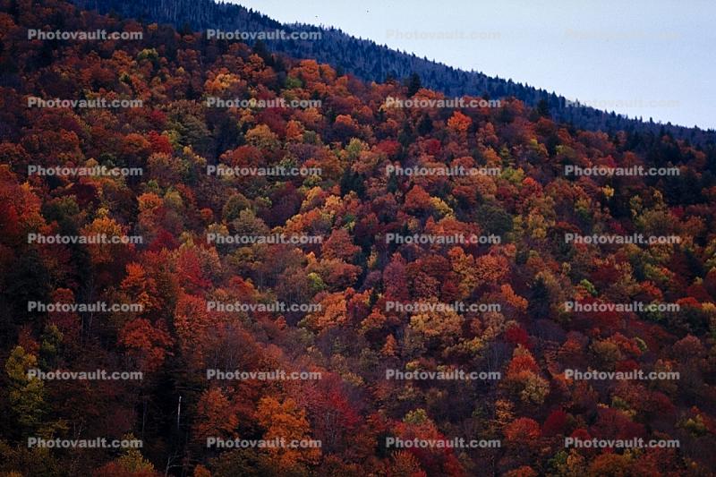 Woodland, Forest, Trees, Hills, Mountains, deciduous, autumn