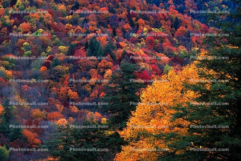 Woodland, Forest, Trees, Hill, autumn, deciduous, Equanimity