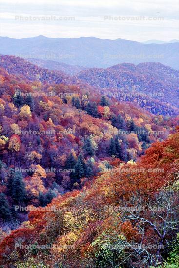 Woodland, Forest, Trees, Hills, Mountains, Valley, autumn