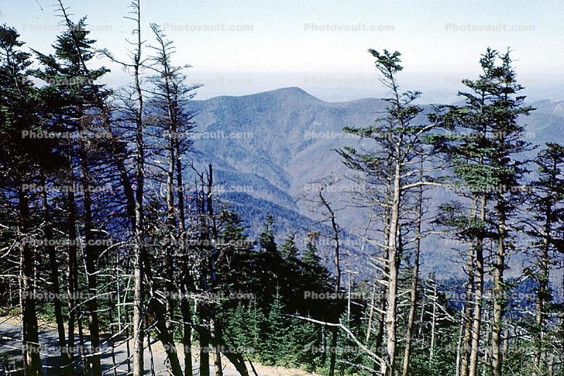 deciduous, forest, Black Mountains, Appalachian Mountains