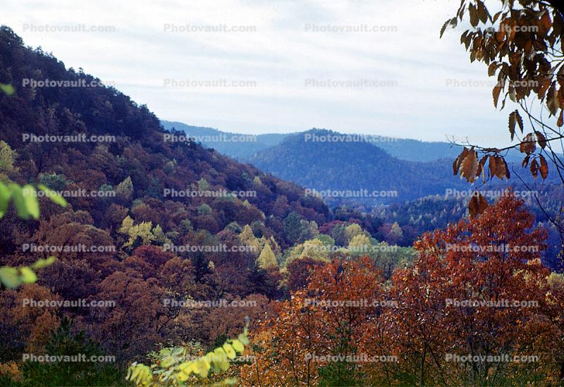 deciduous, forest, woodlands, autumn