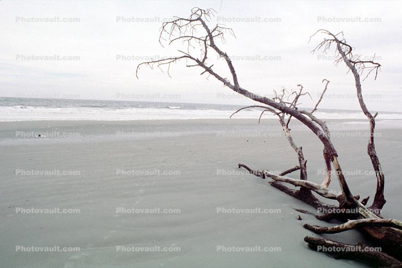 Bare Tree, Beach, Ocean, Driftwood, Atlantic, coastal, coast, shoreline, seaside, coastline