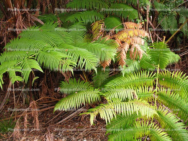 Ferns, Kilauea Caldera