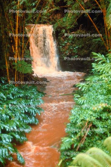 Waterfall, Ferns, river, jungle, rainforest