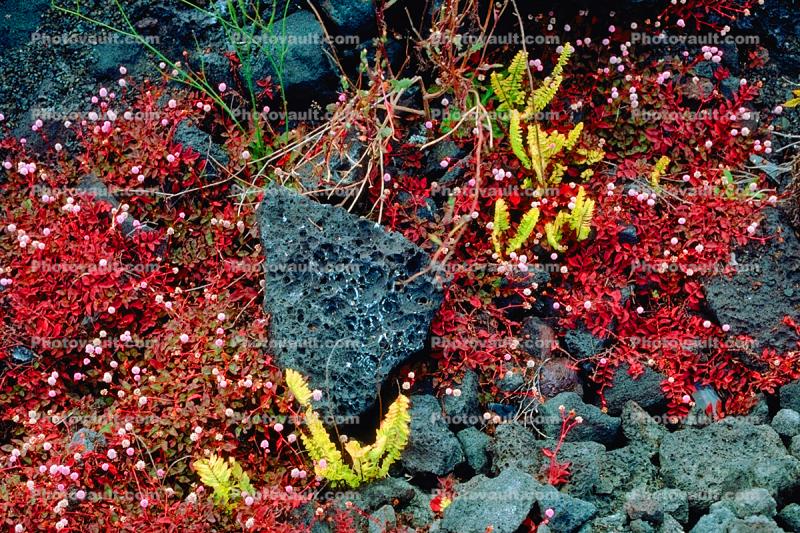Ferns growing through the lava, renewal, new start