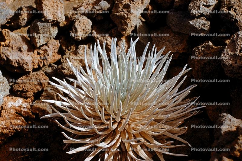 Haleakal  Silversword, (Argyroxiphium sandwicense subspSaint macrocephalum), Asterids, Asterales, Asteraceae