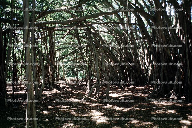 Mangrove Swamp, trees, wetlands