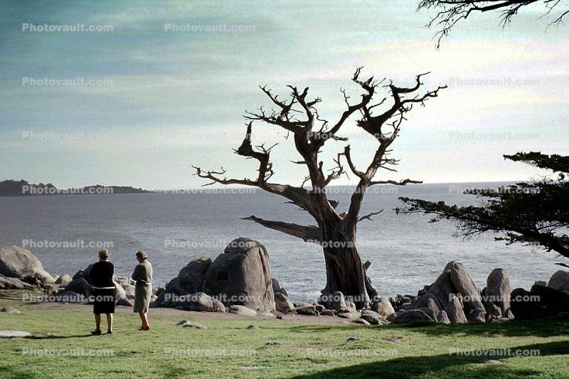 Cypress Tree, Big Sur
