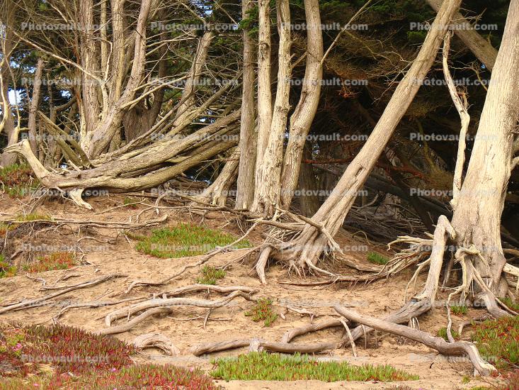Baker Beach, San Francisco, Pacific Ocean, exposed roots
