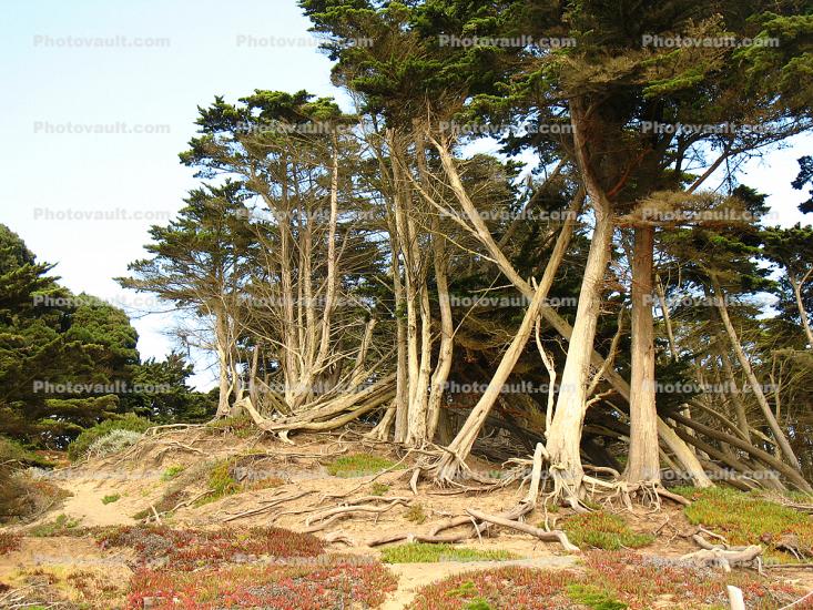 Baker Beach, San Francisco, Pacific Ocean, exposed roots