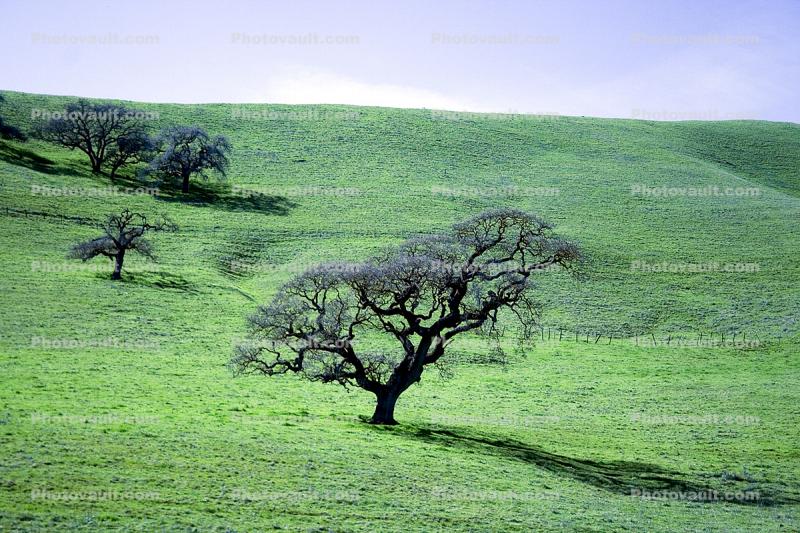 Lone Tree, Hills, Hillside, Equanimity