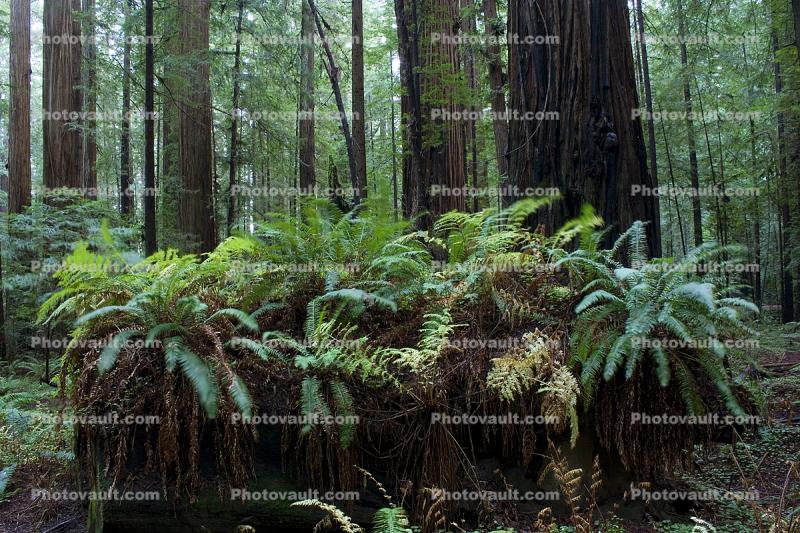 Ferns, Avenue of the Giants