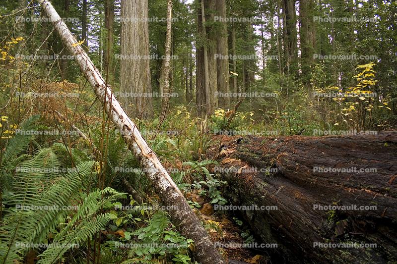 Prairie Creek Redwoods State Park, fallen trees, forest, fern