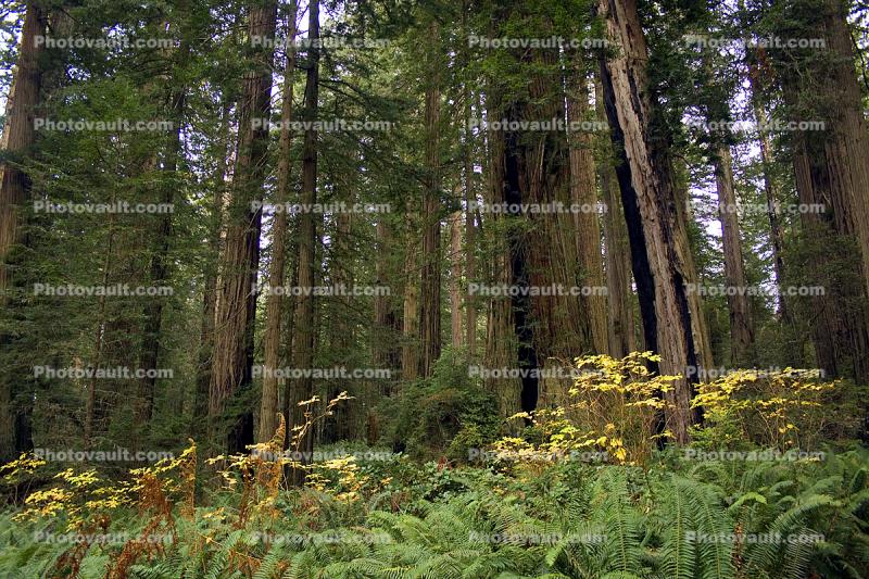 Forest, Ferns, Prairie Creek Redwoods State Park