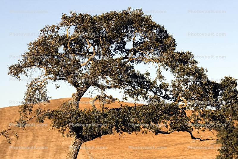 Sonoma County Oak Tree fractals