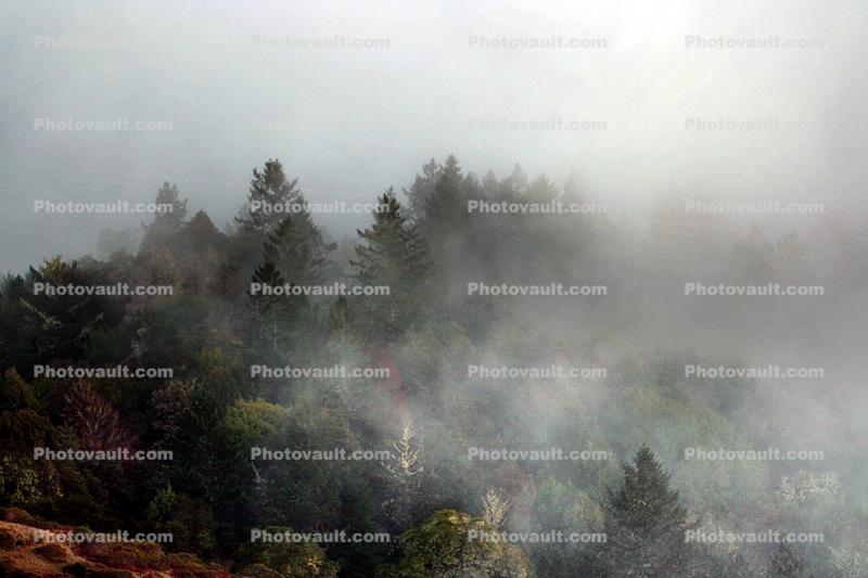 Sunset, Fog, Mystical, Surreal, Twilight, Coleman-Valley Road, Sonoma County