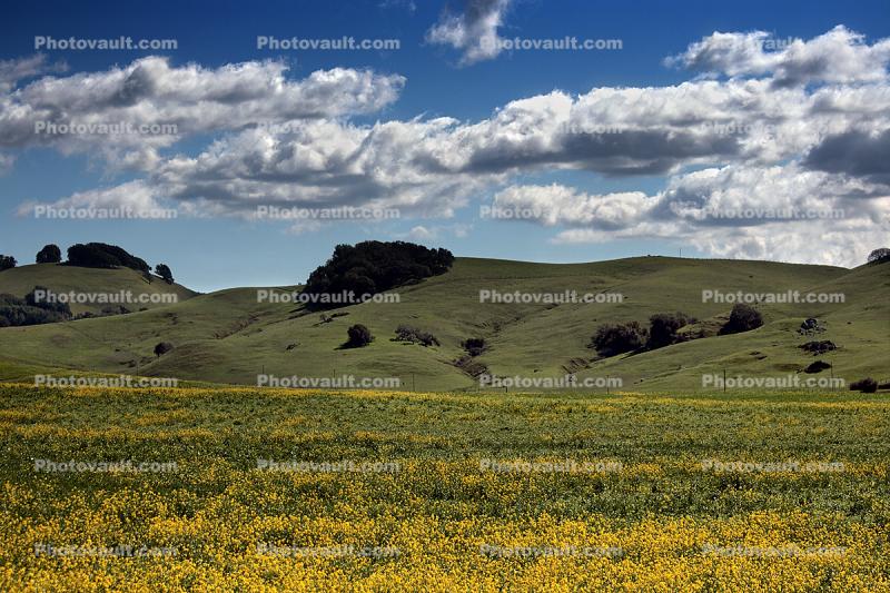 Hills, Clouds, yellow flower fields, Sonoma County