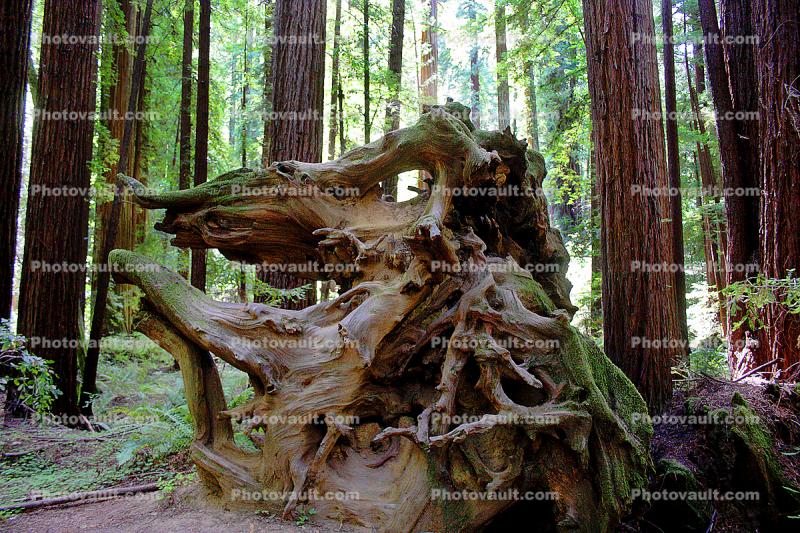 Root System, Forest, Sonoma County